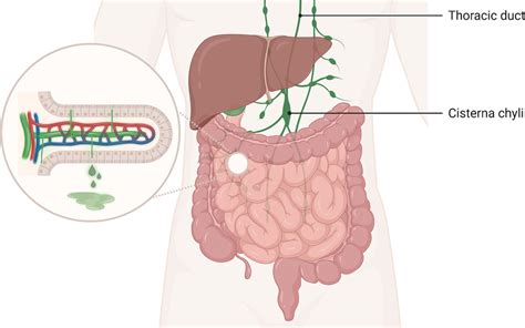 ple disease.